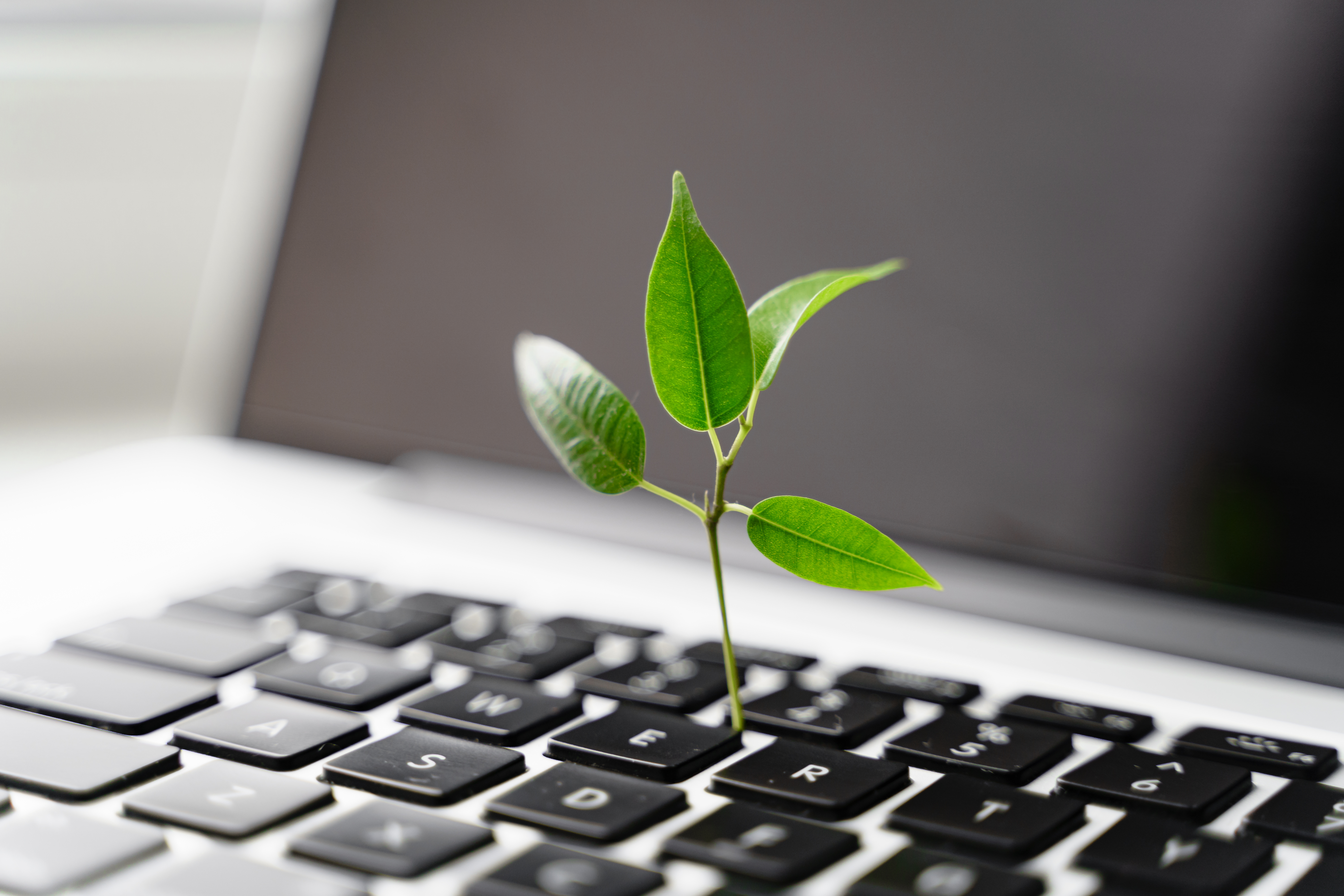 Sustainability Whitepaper: Actionable Steps